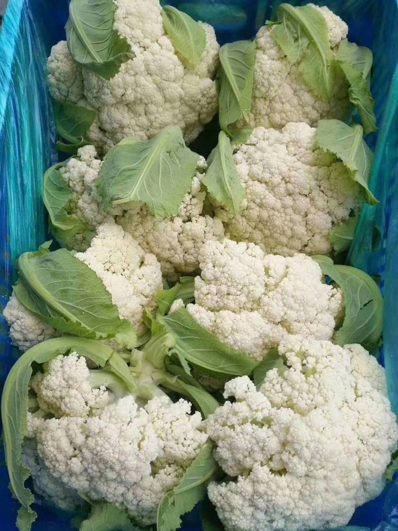 白花菜花紧花2~3斤基地直供*保证质量*