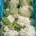 有机菜花_基地直供*保证质量-货源充足。