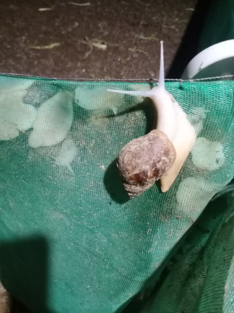 灵璧县琳语白玉埚牛养殖场