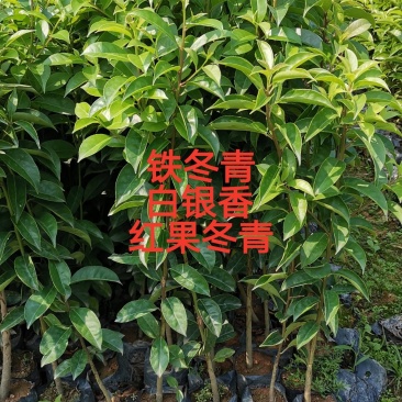 广州铁冬青苗红果冬青苗白银香小苗欢迎来到广东