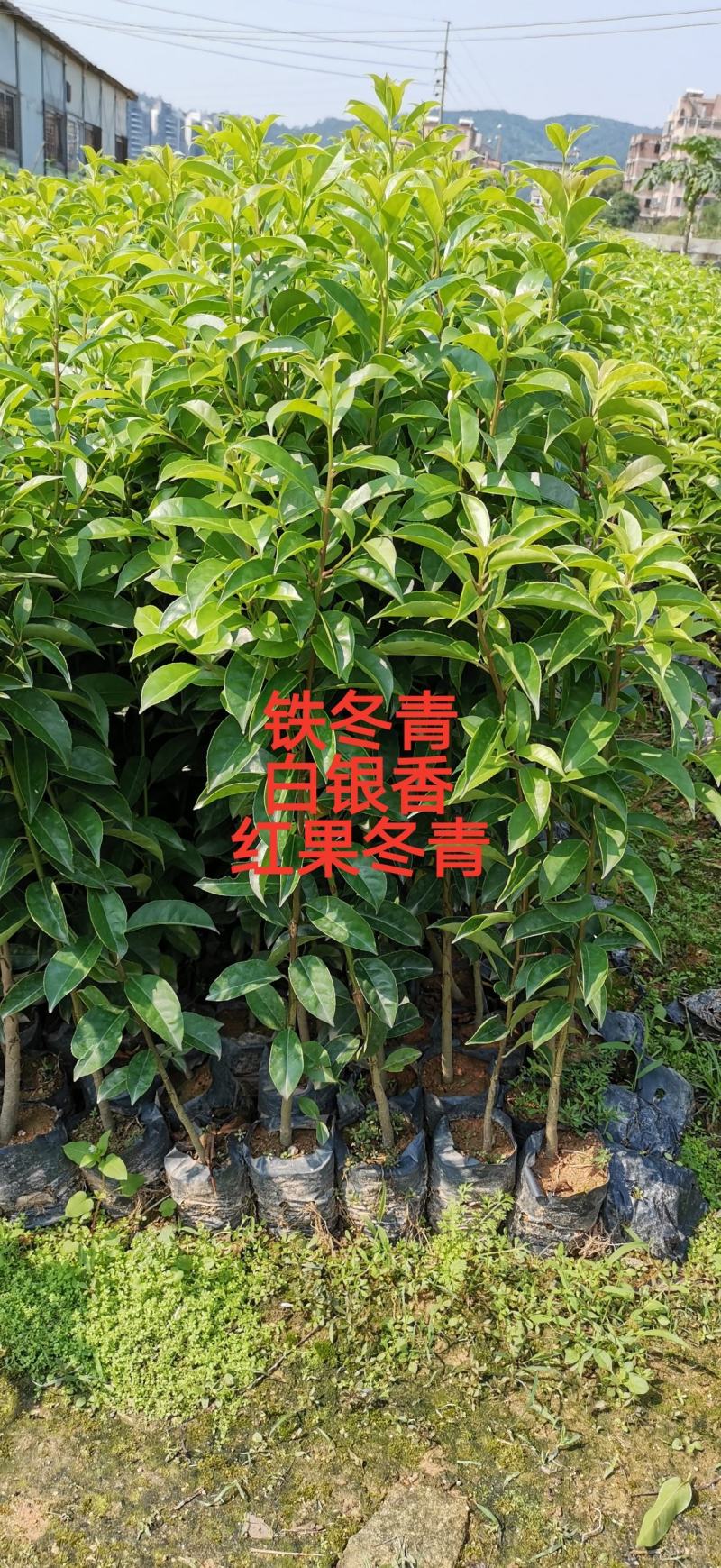广州铁冬青苗红果冬青苗白银香小苗欢迎来到广东