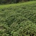 广霍香正宗广霍香叶纯药材本地霍香全草广霍