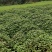 广霍香正宗广霍香叶纯药材本地霍香全草广霍