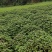 广霍香正宗广霍香叶纯药材本地霍香全草广霍
