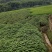 广霍香正宗广霍香叶纯药材本地霍香全草广霍