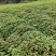 广霍香正宗广霍香叶纯药材本地霍香全草广霍