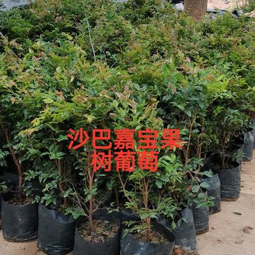大袋嘉宝果，沙巴嘉宝果苗，树葡萄苗欢迎来到广东广州绿化树