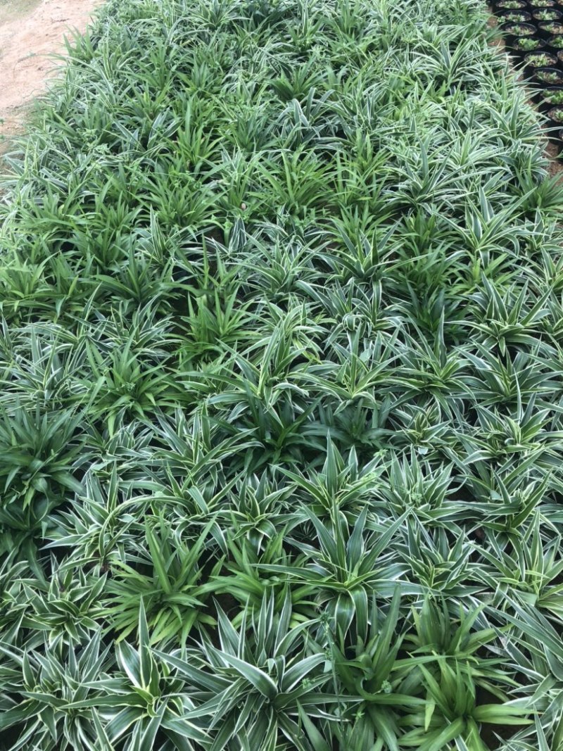 精品短叶吊兰青叶吊兰