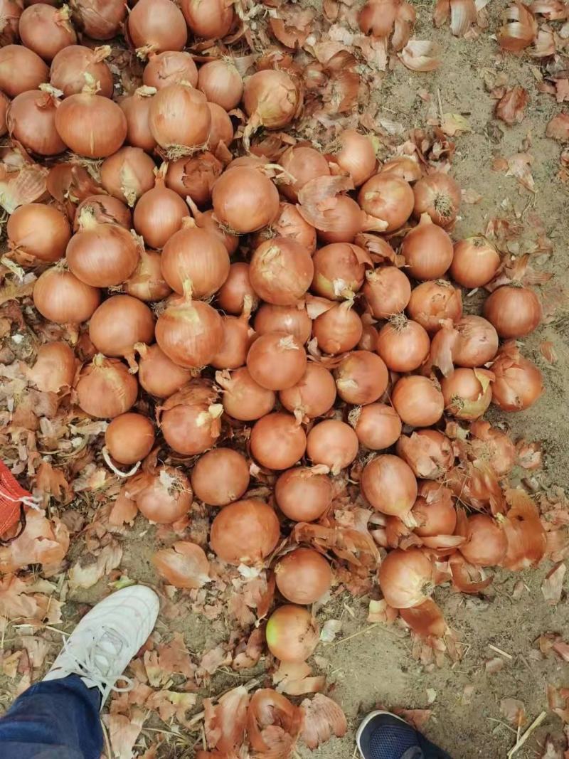 黄皮洋葱基地8公分以上大量出售中