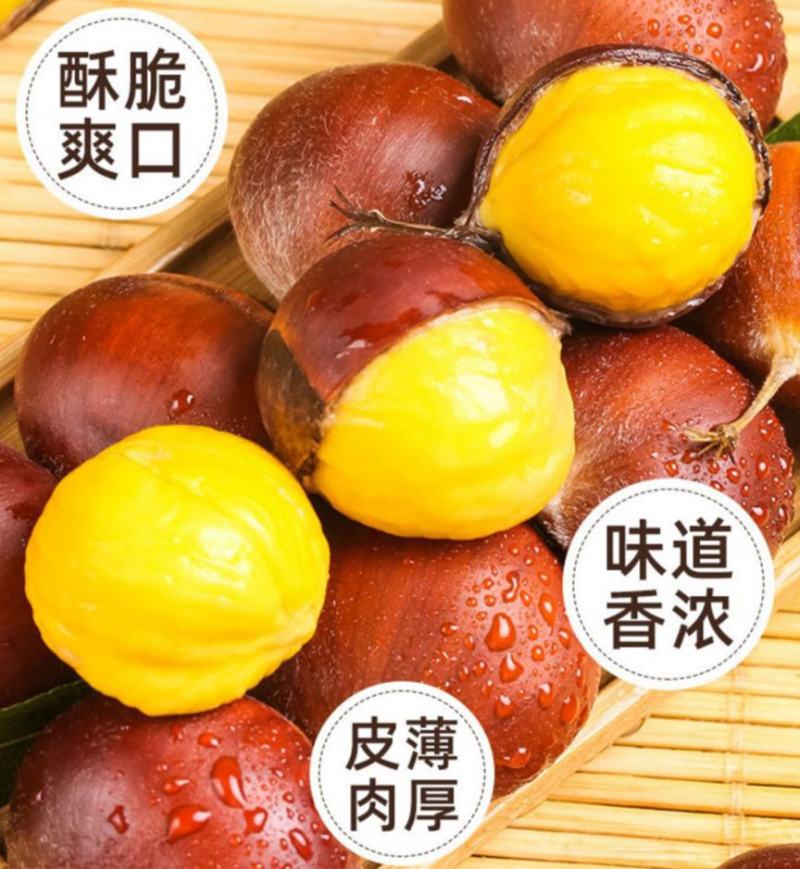 板栗新鲜板栗现摘现发板栗粉糯香板栗大板栗5斤装包邮