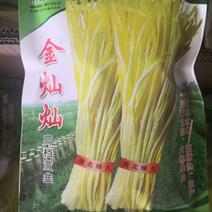 韭菜种子韭黄高档种子金灿灿专业韭菜育种30年，品质保证