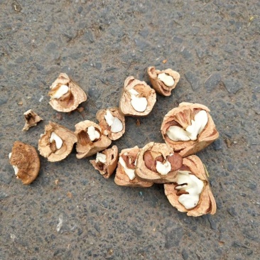风流果野生无硫风流果干净无杂质一手货源产地直发