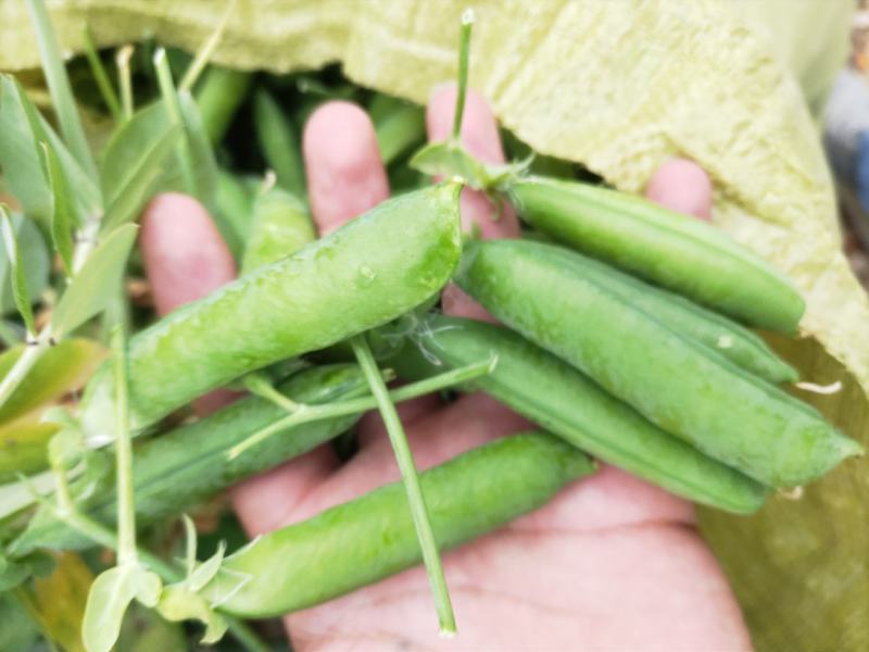 云南青豌豆甜豌豆长寿豌豆产地直供大量供应欢迎订购可提供