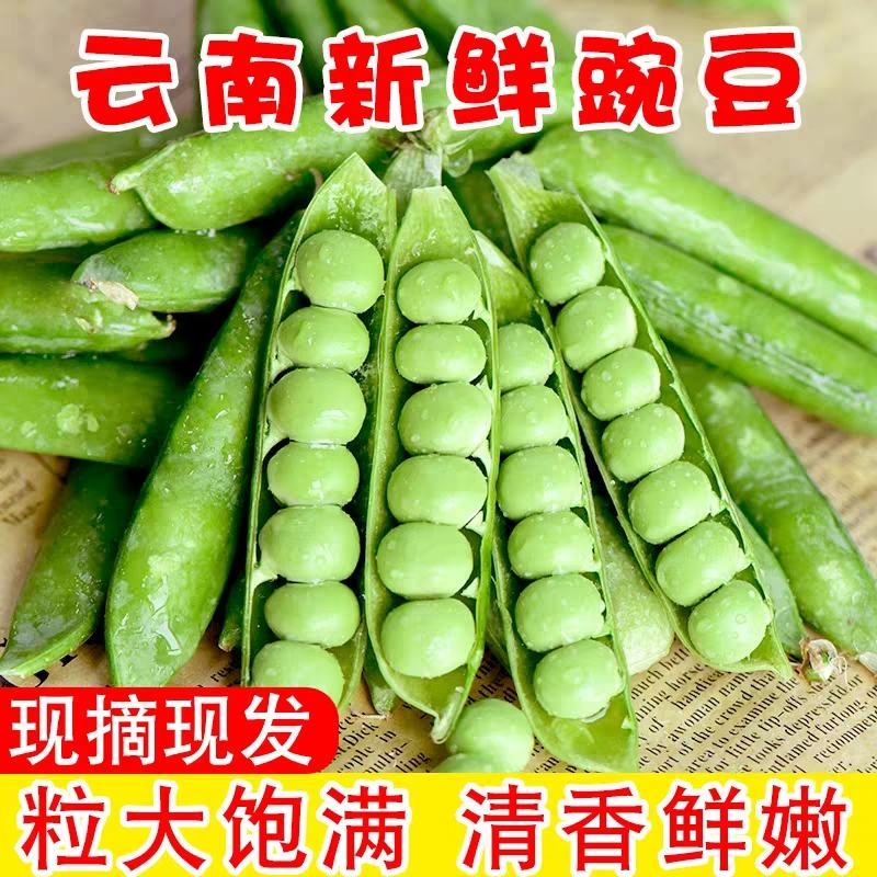 云南青豌豆甜豌豆长寿豌豆产地直供大量供应欢迎订购可提供