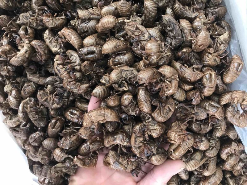 蝉蜕水洗蝉蜕蝉衣只了皮一手货源产地直销