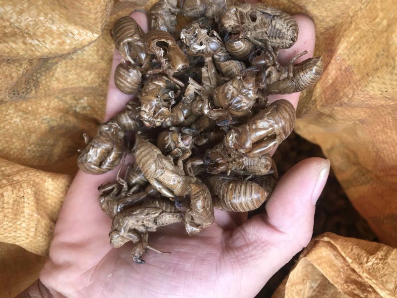 蝉蜕水洗蝉蜕蝉衣只了皮一手货源产地直销