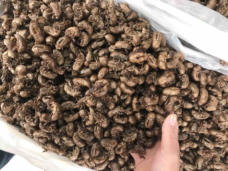 蝉蜕水洗蝉蜕蝉衣只了皮一手货源产地直销