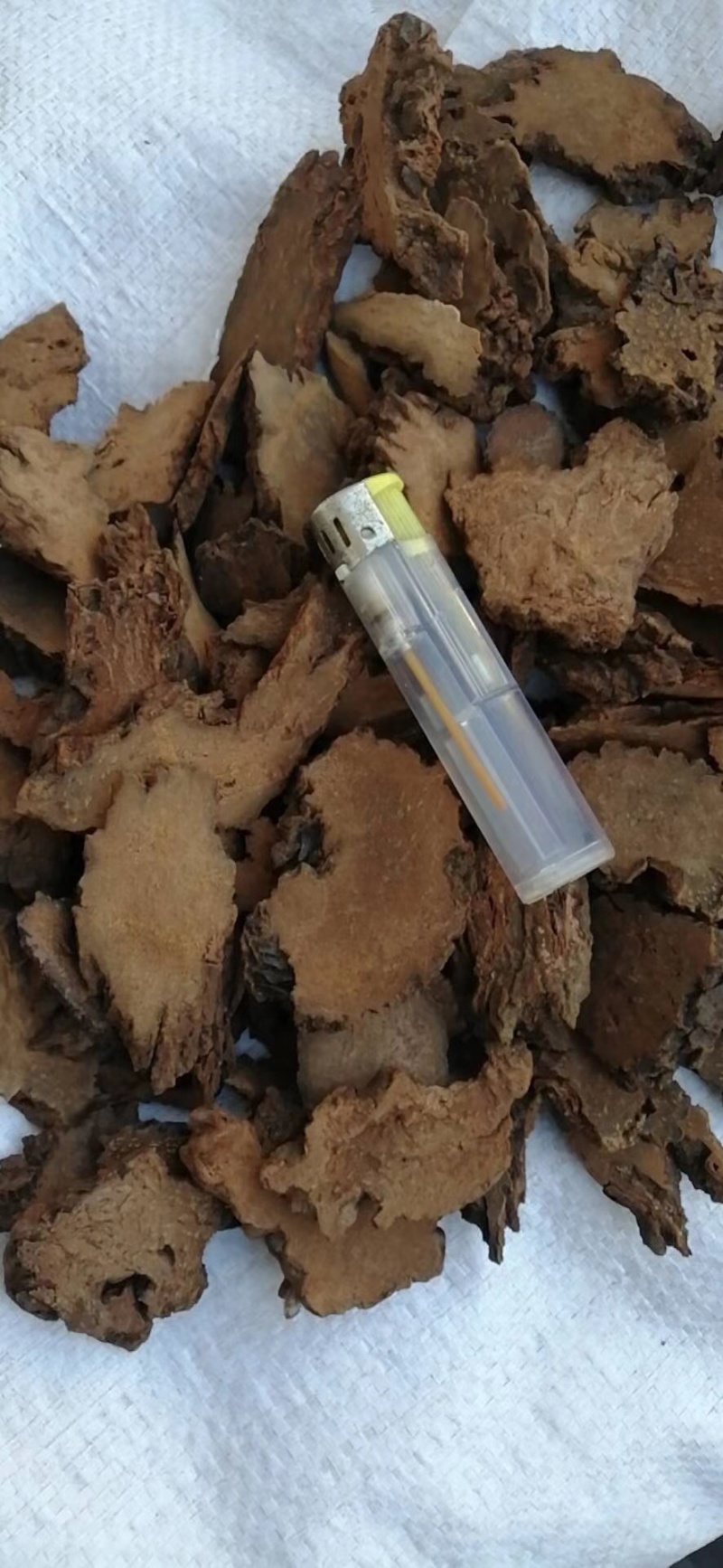 正宗金锁阳个子片子各种规格产地直发一手货源