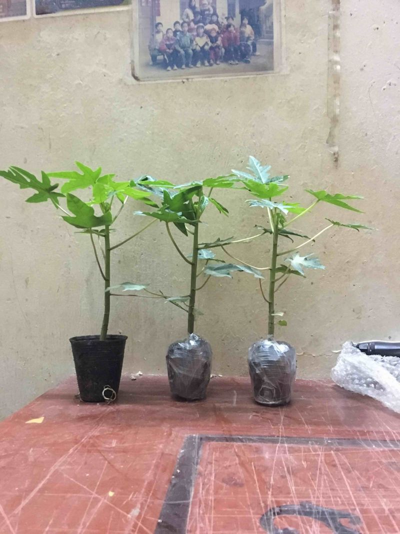 木瓜苗大青水果红肉木瓜苗带土带叶广西发货