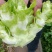 四川德阳千亩蔬菜基地(儿菜，棒菜)