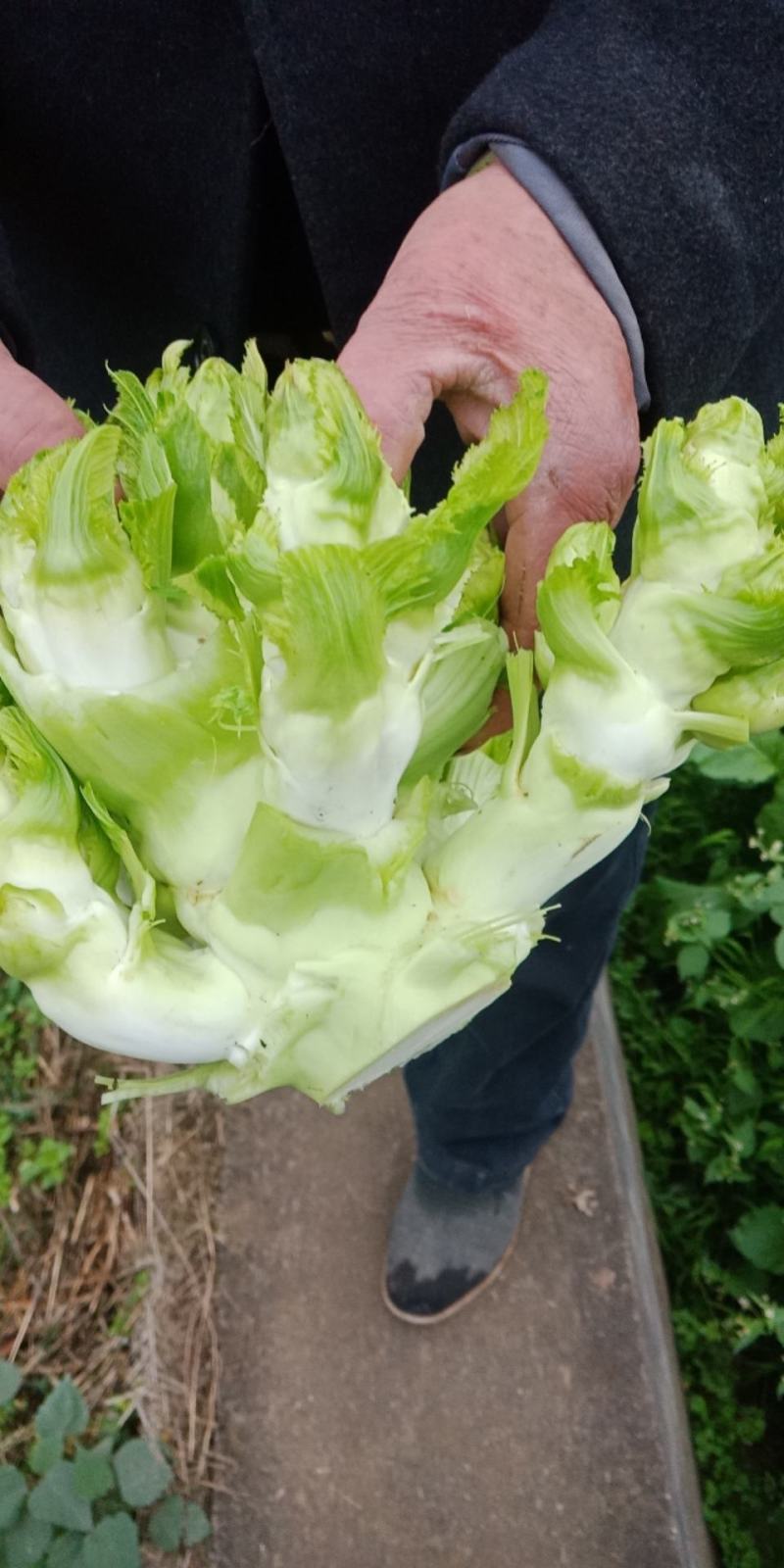 四川德阳千亩蔬菜基地(儿菜，棒菜)