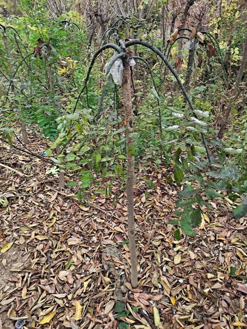 龙爪槐直径2-10公分可以视频看货选货一亩田线上下单！