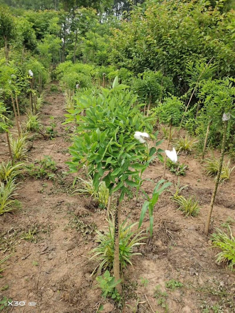 龙爪槐直径2-10公分可以视频看货选货一亩田线上下单！