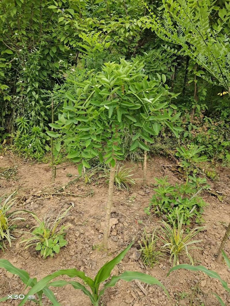 龙爪槐直径2-10公分可以视频看货选货一亩田线上下单！
