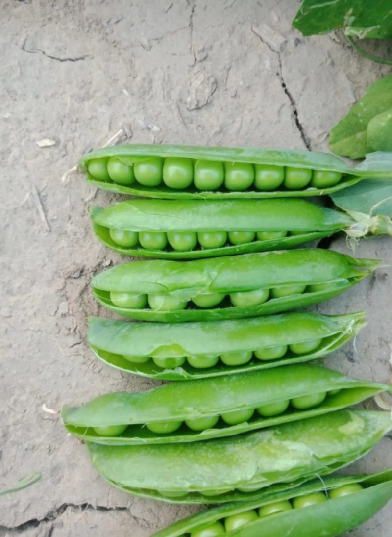 青豌豆，青豌豆，白碗豆大量上市，货货源充足，