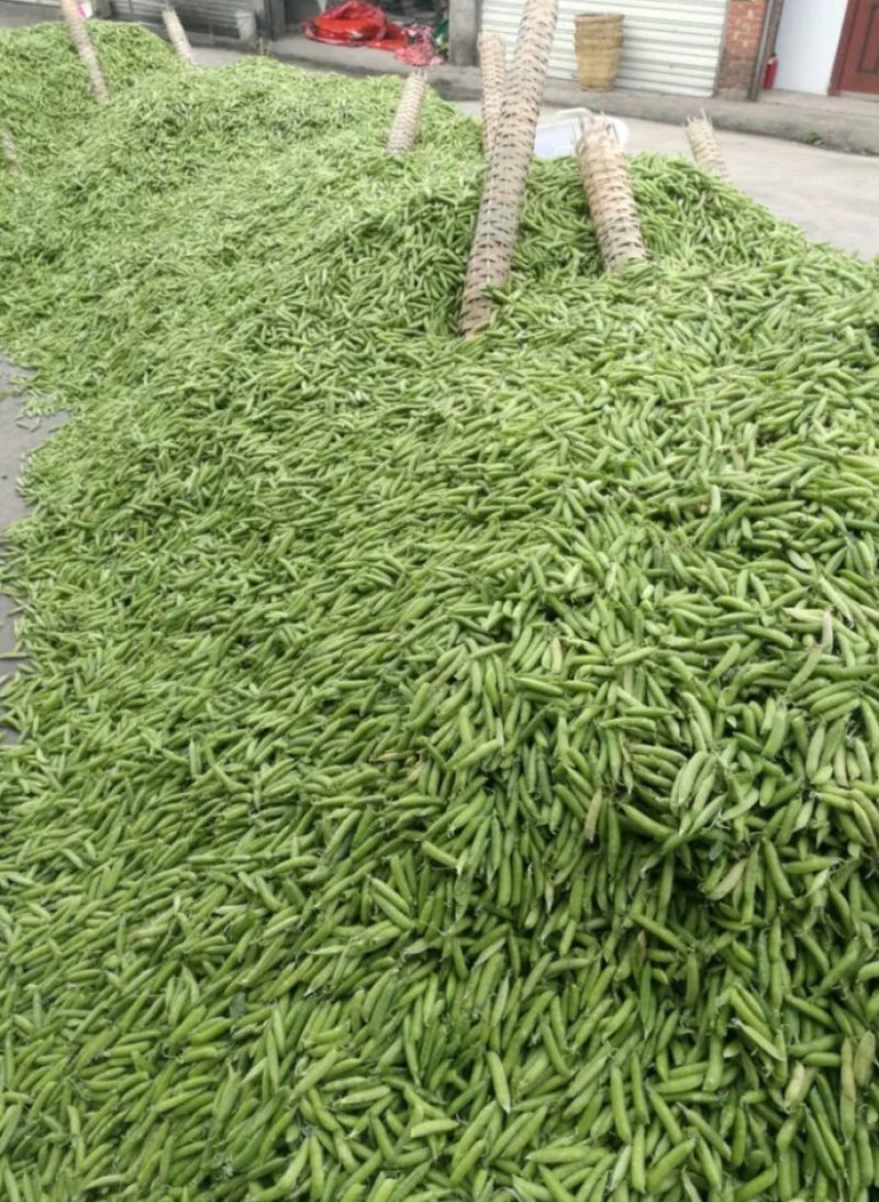 青豌豆，青豌豆，白碗豆大量上市，货货源充足，