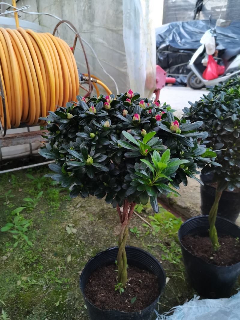 棒棒糖杜鹃三色，永福产地供应，一手货源，品质保证，价格低