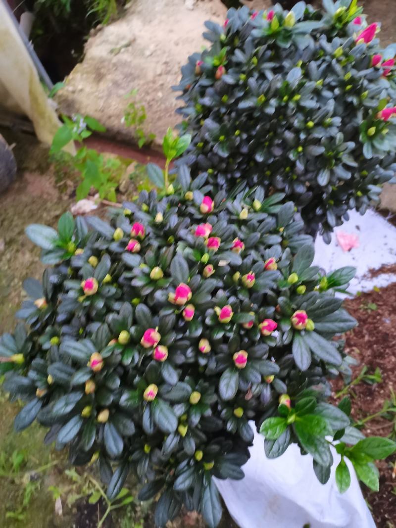 棒棒糖杜鹃三色，永福产地供应，一手货源，品质保证，价格低