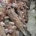 毛木耳原种二级种子油桐树椴木袋料食用菌种苗菌种磨菇