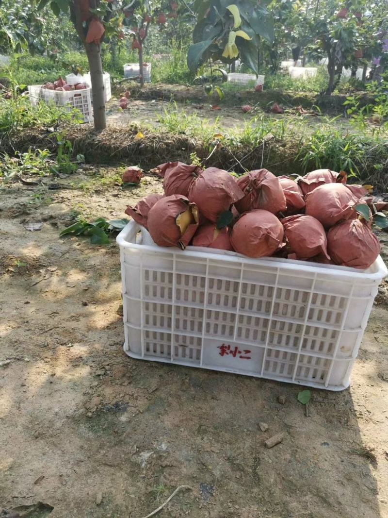 金磊果品站大量供应秋月梨纸袋300~450g梨小二
