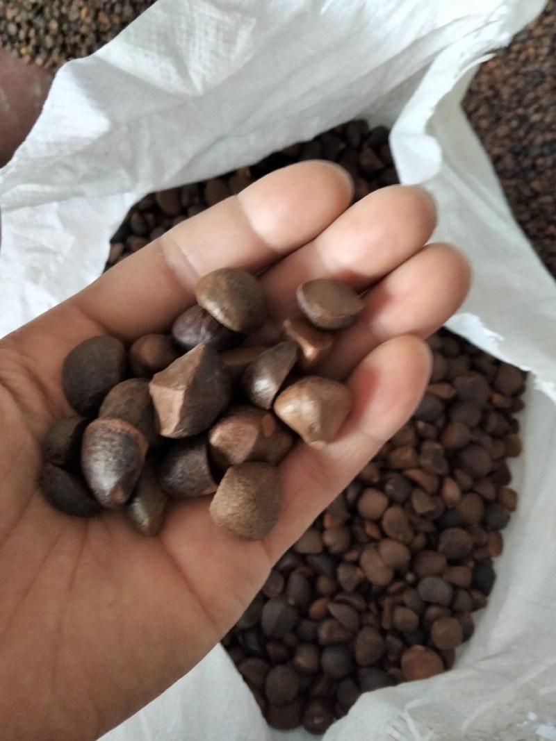 干油茶籽，精品小籽出售。