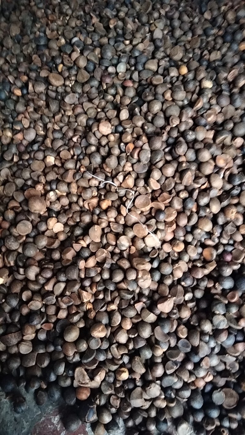 干油茶籽，精品小籽出售。