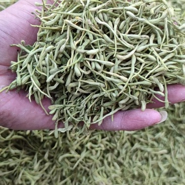 金银花药用泡茶煮水颜色好各种中药材
