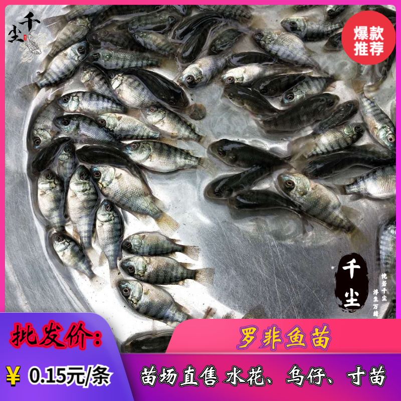 罗非鱼苗吉富罗非鱼海南一号罗非鱼苗脆肉罗非鱼苗