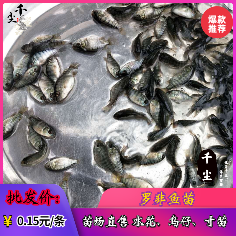 罗非鱼苗吉富罗非鱼海南一号罗非鱼苗脆肉罗非鱼苗