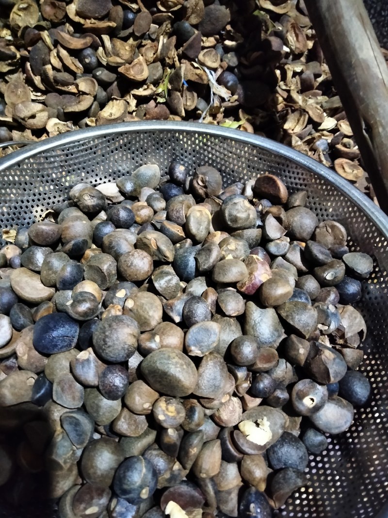 干油茶籽，精品小籽出售。