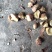 干油茶籽，精品小籽出售。
