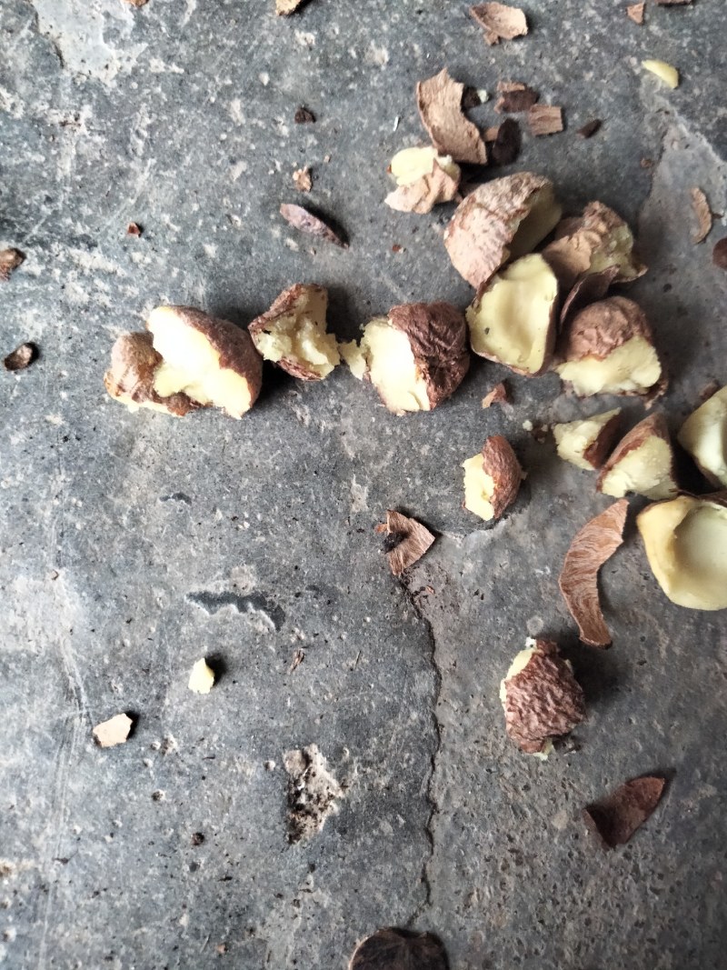 干油茶籽，精品小籽出售。