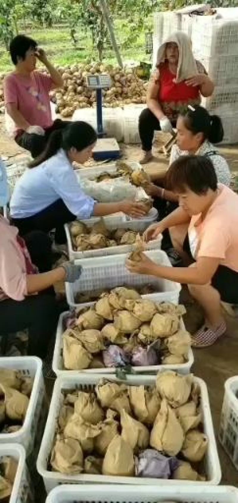 金磊果品站大量供应秋月梨纸袋300~450g梨小二