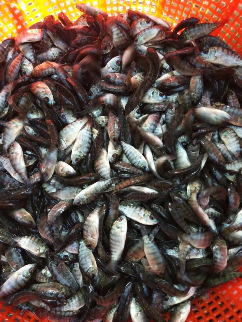 罗非鱼苗吉富罗非鱼海南一号罗非鱼苗脆肉罗非鱼苗