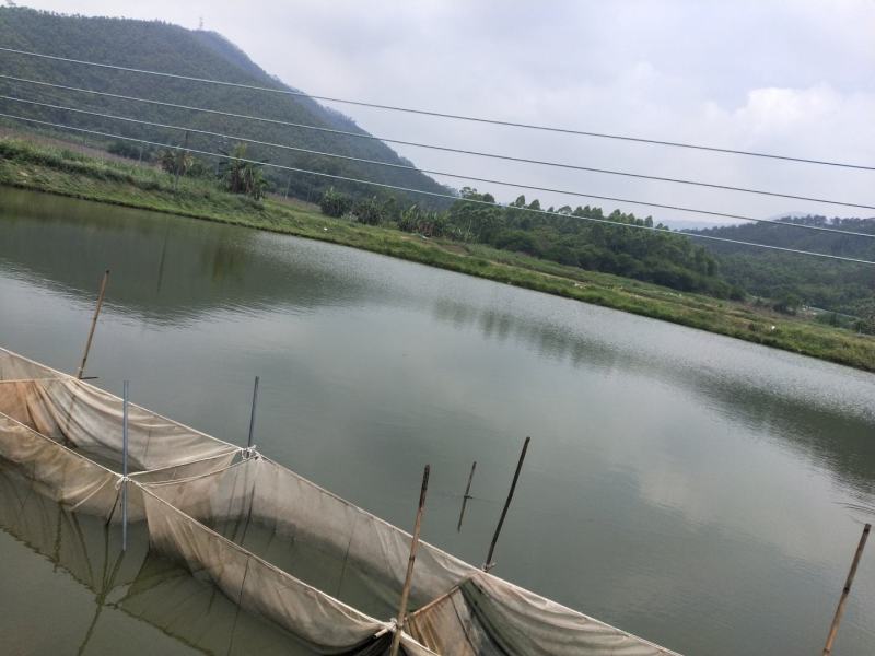 罗非鱼苗吉富罗非鱼海南一号罗非鱼苗脆肉罗非鱼苗