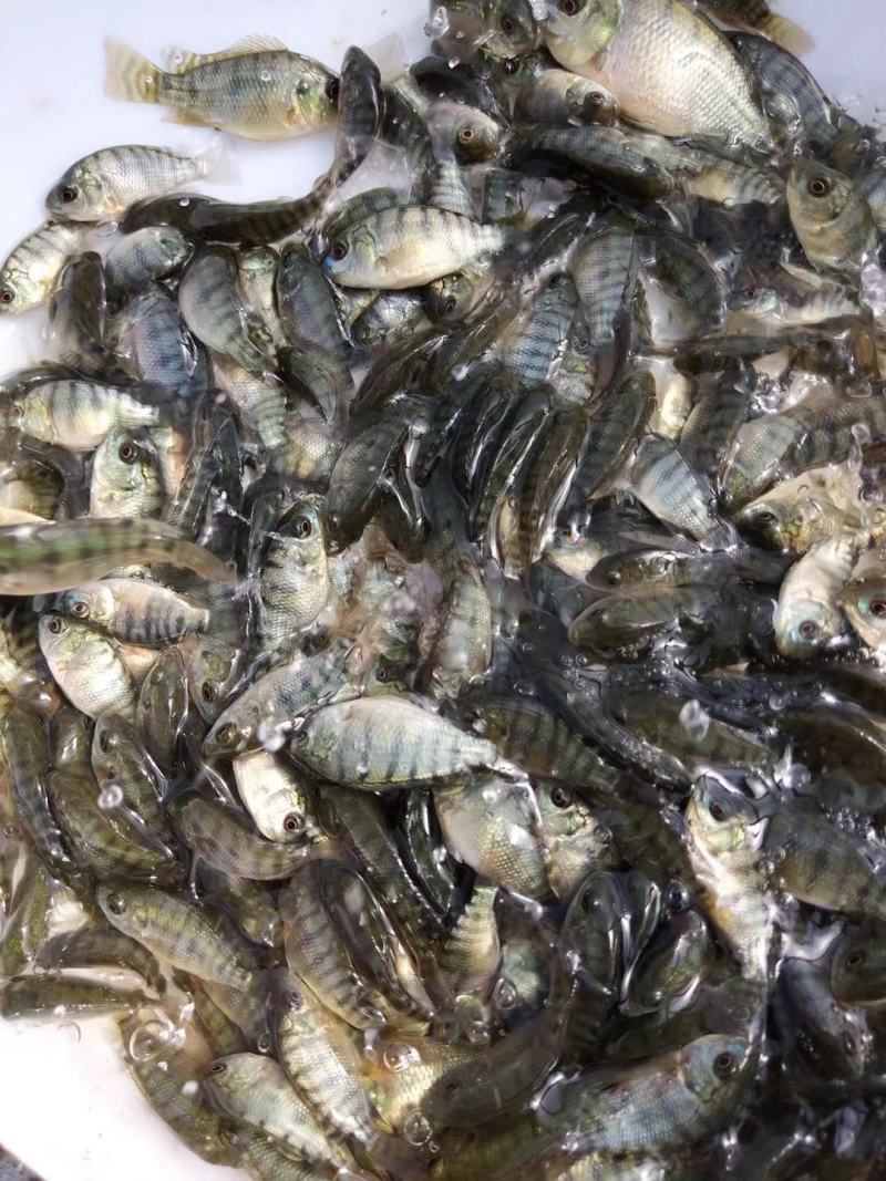 罗非鱼苗吉富罗非鱼海南一号罗非鱼苗脆肉罗非鱼苗