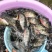 罗非鱼苗吉富罗非鱼海南一号罗非鱼苗脆肉罗非鱼苗