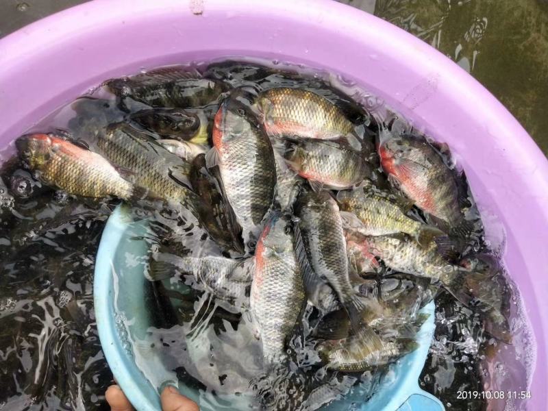 罗非鱼苗吉富罗非鱼海南一号罗非鱼苗脆肉罗非鱼苗