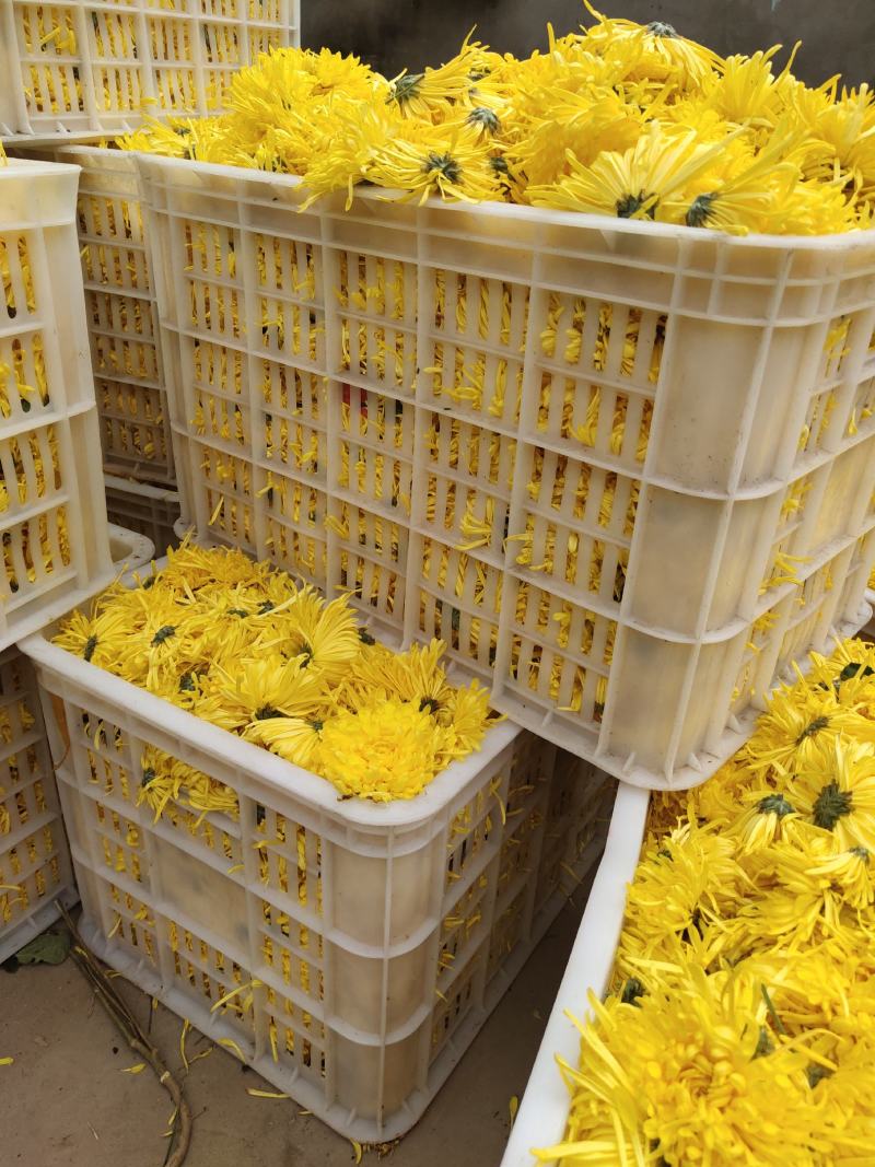金丝皇菊苗:菊花苗杭白菊北京菊苏北菊基地直销