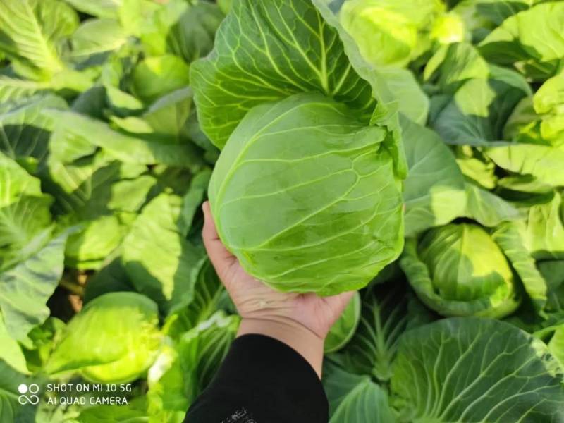 甘蓝，河南甘蓝包菜，冬季菜大量上市，清秀饱满，产地直销
